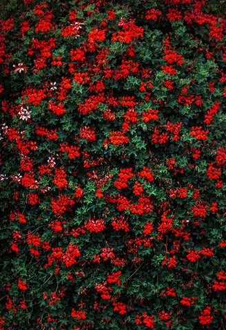 Fondo Floral de Arbusto de Flores Silvestres para Cabina de Fotos SH-988