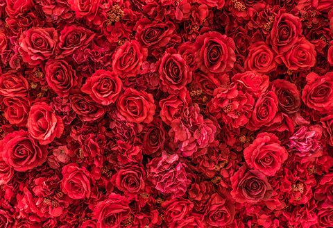 Fondo de Fotografía de Boda de Flor de Rosa Roja SH-994