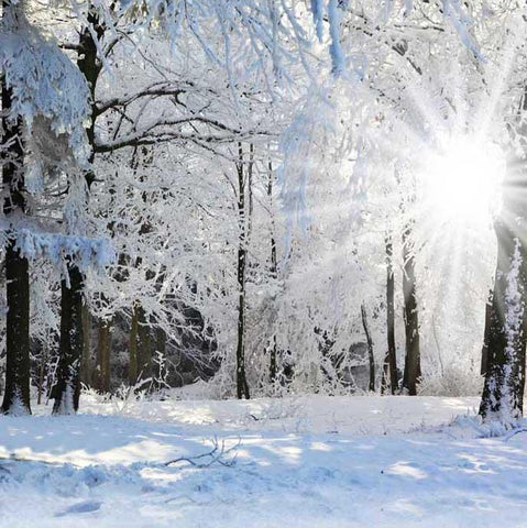 Nieve de Invierno Bosque Sol Telón de Fondo para Fotografía ST-510