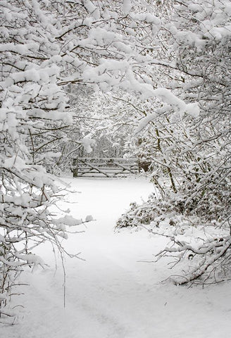 Nieve de Invierno Bosque Telón de Fondo para Fotografía LV-894