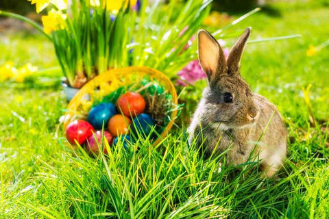 Easter Backdrops Bunny Eggs Green Grass Photo Backdrop zzj13-E