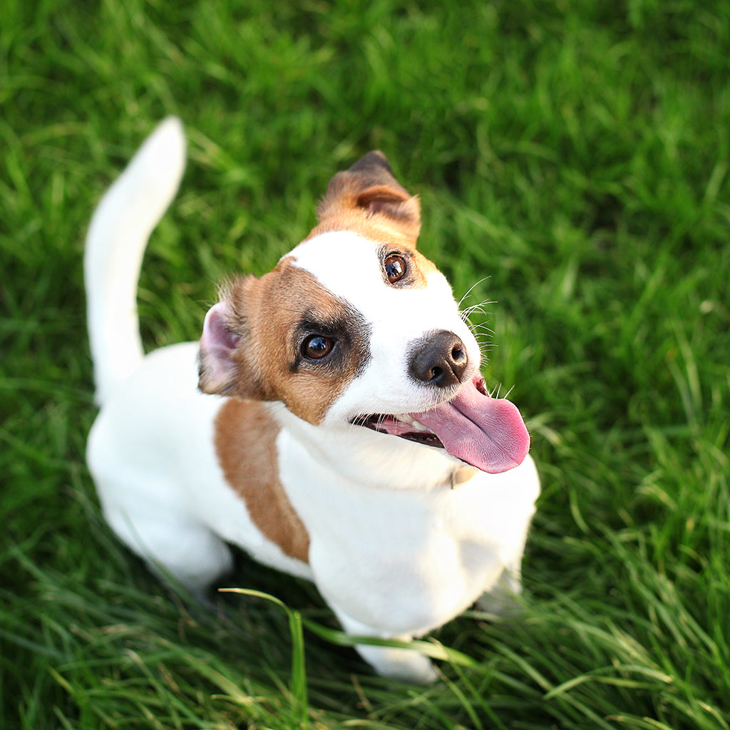 Consejos Básicos para la Fotografía de Mascotas