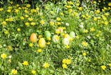 Yellow Spring Flowers Easter Eggs Green Grass Photo Studio Backdrop SH568