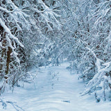 Fondo de fotografía de árbol de abeto de camino nevado de invierno D905