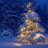 Fondo de fotografía de invierno con abeto cubierto de nieve D977