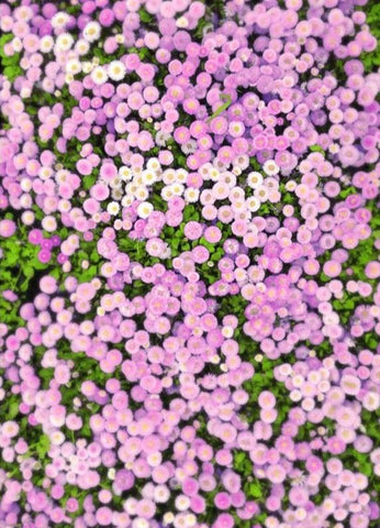 Flower Wall for Decorations Photography Backdrop F-009