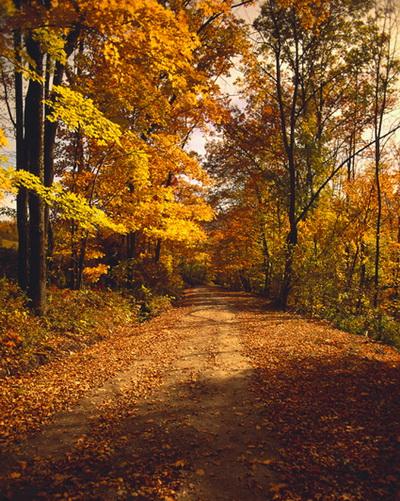 Autumn Backdrop Yelllow Leaves Road Forest Photography Background F-154