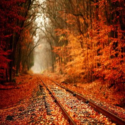 Autumn Yellow Fallen Leaves Forest  Railway Backdrop for Photography F-168