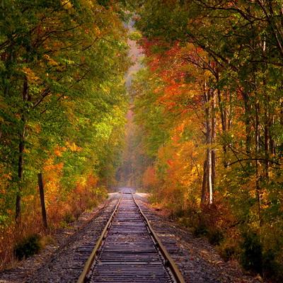 Autumn Forest Railway Fallen Leaves Backdrop for Photo Studio F-182