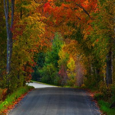 Autumn Forest Scenery Road Backdrop for Photo Booths F-183
