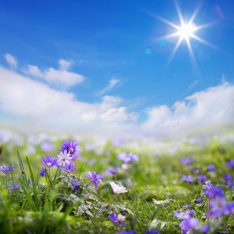 Purple Spring Flowers Sunshine Nature Backdrop for Photography F-2334