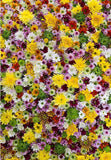 Colorful Flowers Photography Backdrop Floral Photo Booth Backdrop F-2391