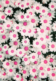 Lovely Blossom Pink Color Daisy Flowers Photo Backdrop F-2433