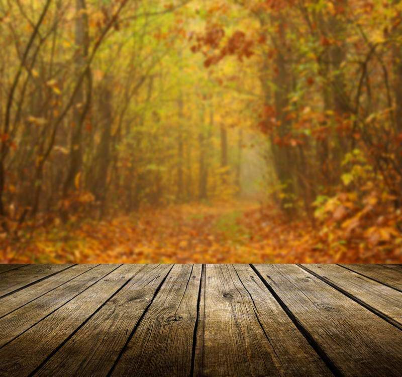 Autumn Yellow Leaves Forest Wood Floor Backdrop for Pictures F-2987