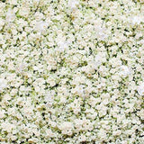 Flores Blancas Pared Telón de Fondo para Fotos G-182