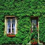 Window Door Green Plants Decoration Backdrop for Photo Studio G-669