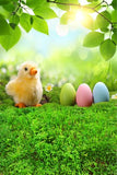 Easter Backdrop Eggs Little Chick Green Grass Photography Backdrop GE-021