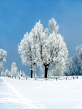 Festival Backdrops Season Background Winter Backdrops J00745-E