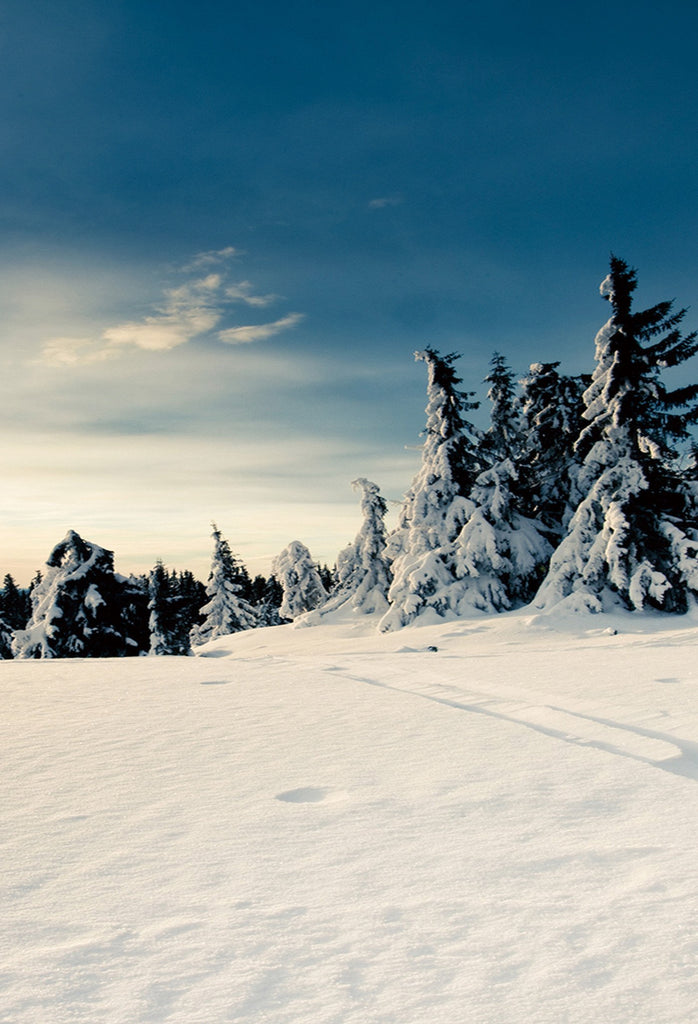 Season Backdrops Winter Backdrops Snowy Backgrounds Cedar J02724