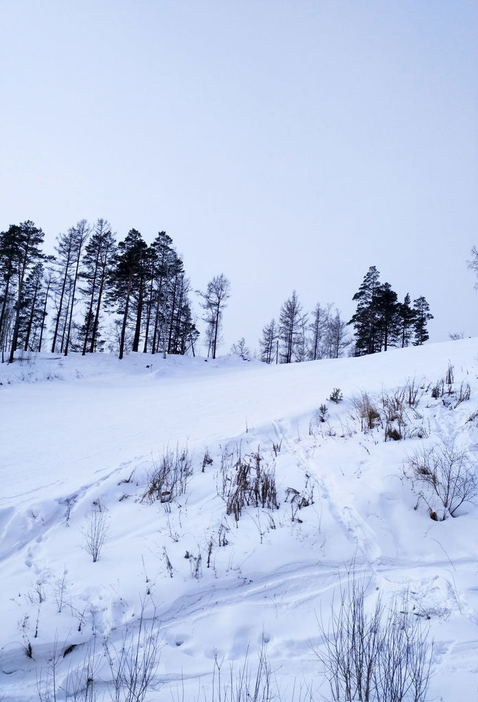 Scenic Backdrops Snowy Backdrop Photography Background Trees JO5184