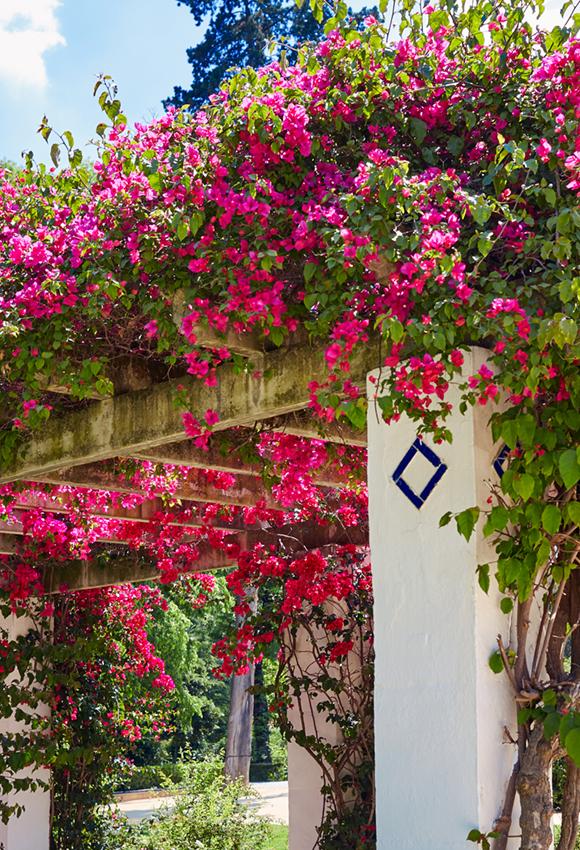 Red Flowers Arch  Garden Backdrop for Photography J05494