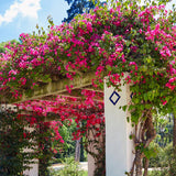 Red Flowers Arch  Garden Backdrop for Photography J05494