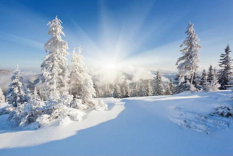 Sunny Winter Snowy Mountain Tress Backdrop for Photo Shots