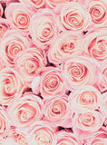 Pink Roses Background Love Backdrops for Valentine's Day IBD-19269