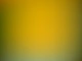 Abstract Green Yellow Gradient  Backdrop for Photography