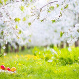 Spring White Flowers Green Grass Photo Booth Backdrop S-3101