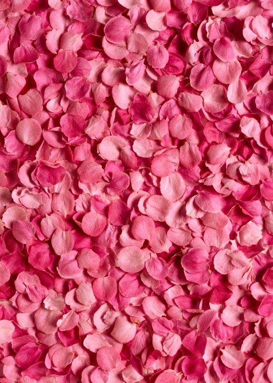 Pink Petals Valentines Photography Backdrop S-965