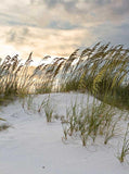 Reeds Fine White Sand Summer Backdrop KAT-153