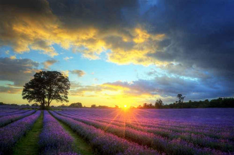 Sunset Lavender Fields Backdrop for Photo Studio cm-5972-E